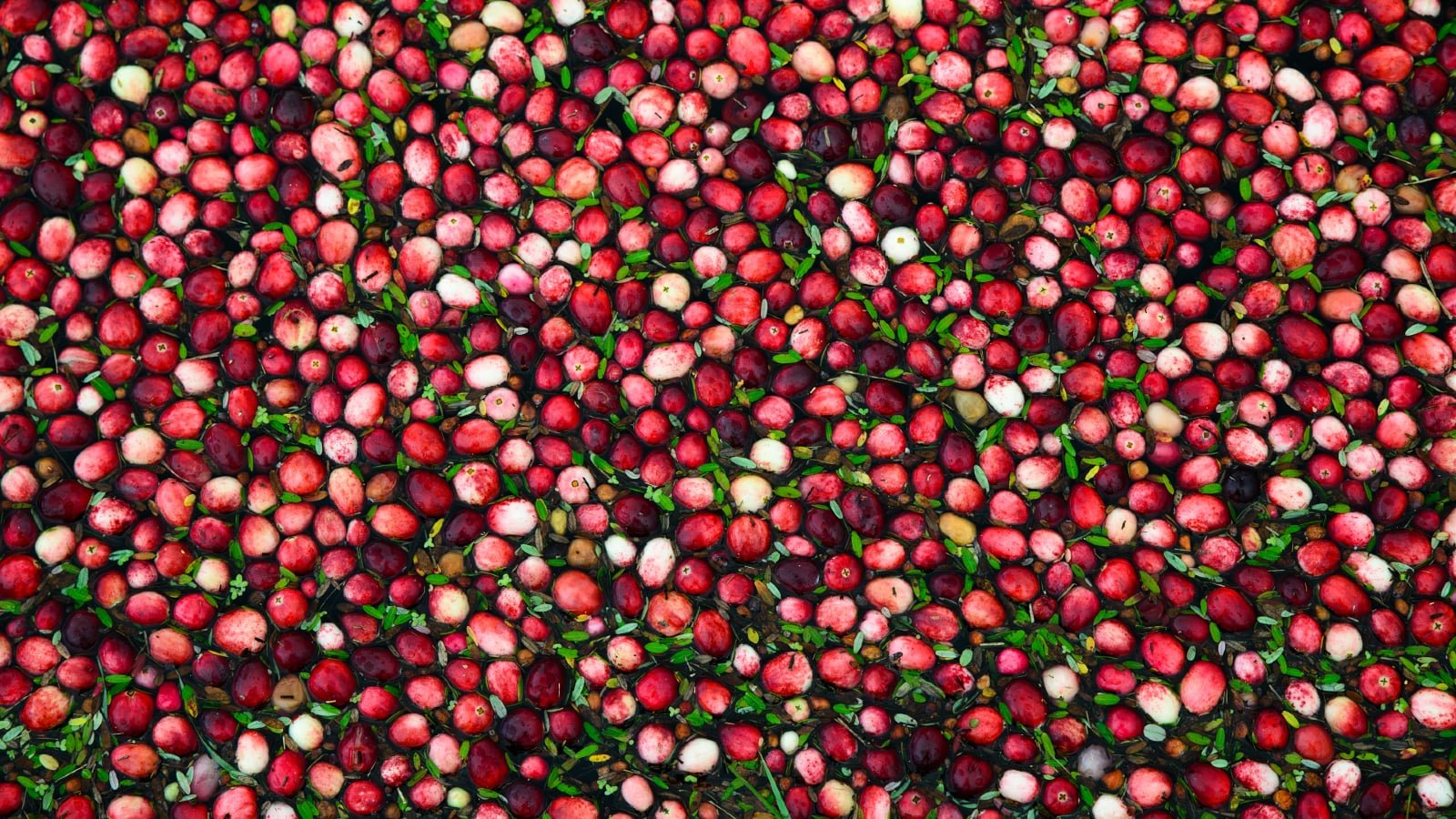 Image of cranberries in Bala, ON