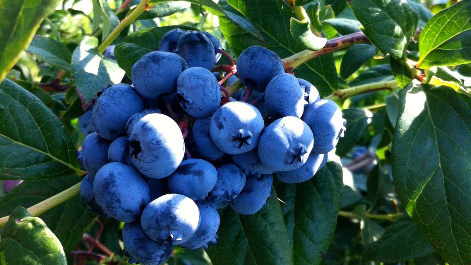 Blueberries on vine in Muskoka, ON region